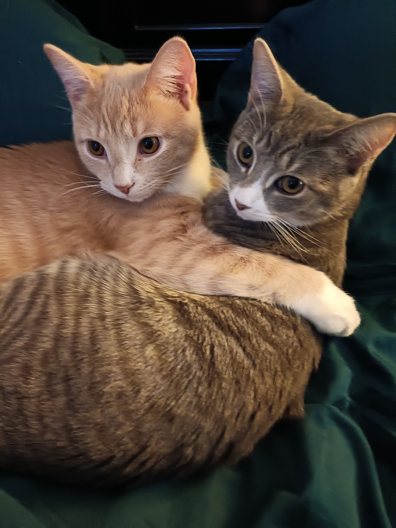 A buff tiger kitten protectively hugs a grey tiger kitten.